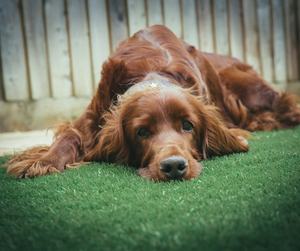 Feci molli del cane: cause e soluzioni