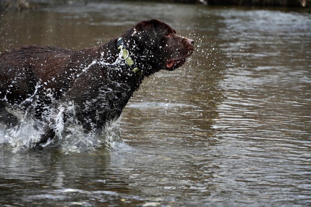 Come proteggere il nostro cane dal caldo?