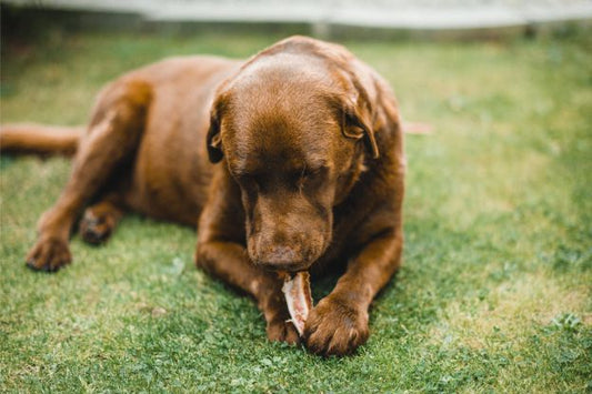 Labrador cioccolato mangia osso