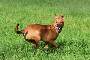 Zecche del cane: come rimuoverle e cosa fare se la testa rimane attaccata