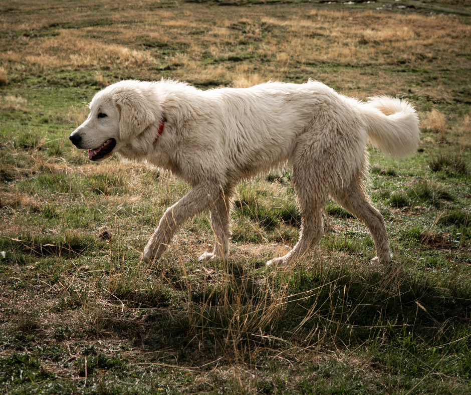 La giardia nel cane