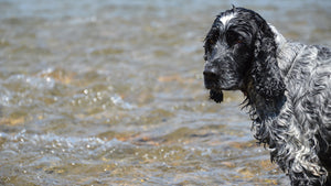 L'otite nel cane